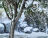 Top 10 Gardening Tips for January: Greenhouse, Hydroponics, and Winter Gardening Ideas