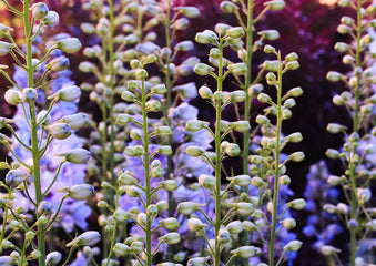 Blue Flowers For Native Gardens: 7 Native Blue Flowers To Grow