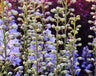 Blue Flowers For Native Gardens: 7 Native Blue Flowers To Grow