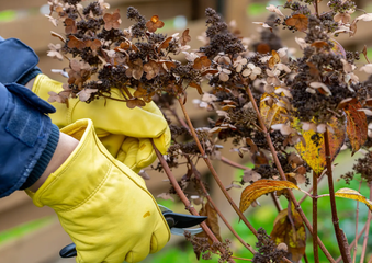 What You Need To Know About Pruning Hydrangeas In Fall – Before You Pick Up Your Pruners