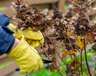 What You Need To Know About Pruning Hydrangeas In Fall – Before You Pick Up Your Pruners