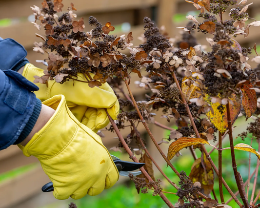 What You Need To Know About Pruning Hydrangeas In Fall – Before You Pick Up Your Pruners