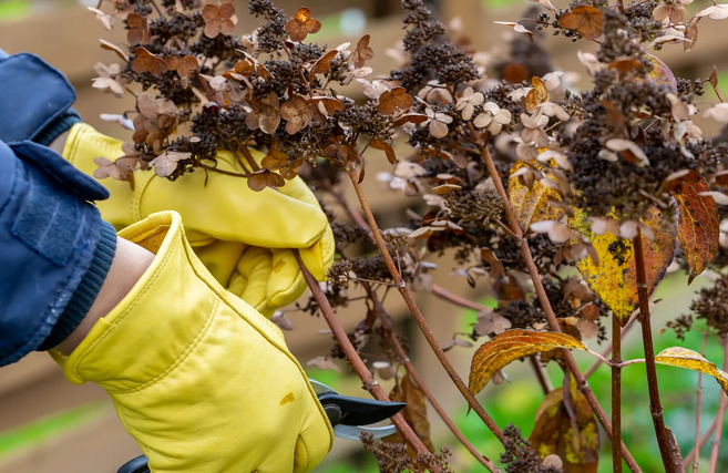 How To Increase Tomato Yields: 7 Expert Tricks For A Bumper Harvest