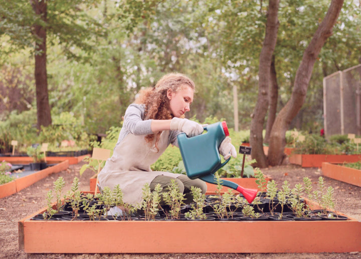 5 Things You Should Always Do When Bringing Houseplants Back Indoors After Summer