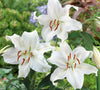Casa blanca oriental lily