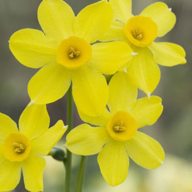 Baby Moon daffodil
