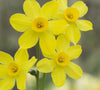 Baby Moon daffodil