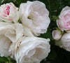 Polar ice rugosa rose