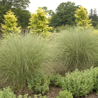 Morning light miscanthus