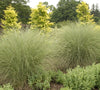 Morning light miscanthus