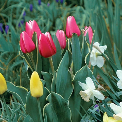 Charmeur tulip
