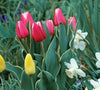 Charmeur tulip
